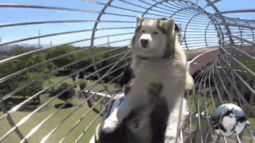 t0124024f9c16f3647d.gif?size=360x202